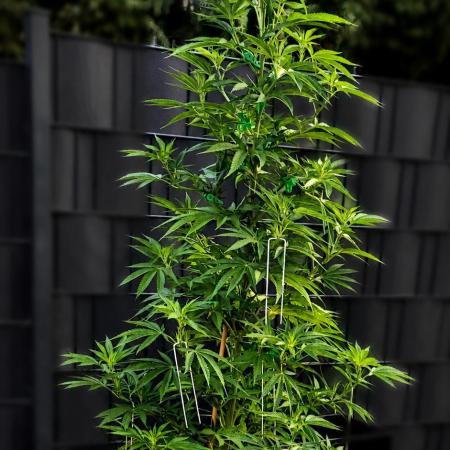 Ganja Farmer Bear: Rainbow Quest