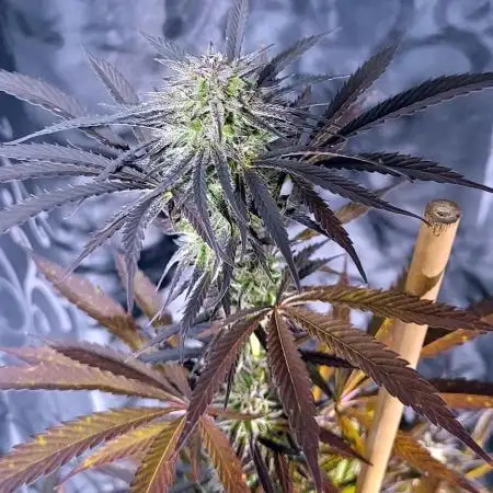 Let It GrOw - Elsa's Frozen Nebula
