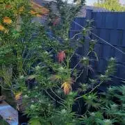 Ganja Farmer Bear: Rainbow Quest