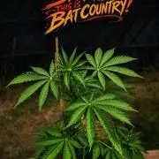 We can't stop here. This is bat country!