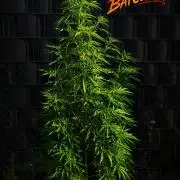 We can't stop here. This is bat country!