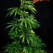 We can't stop here. This is bat country!