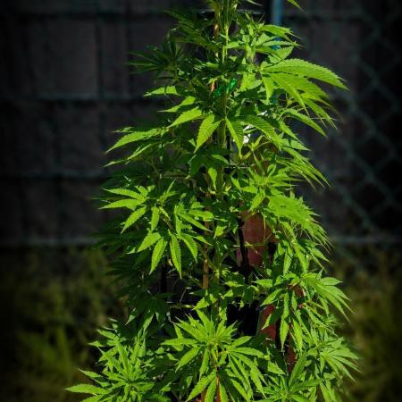 Ganja Farmer Bear: Rainbow Quest
