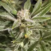 Yellowbeard's Hidden Stash