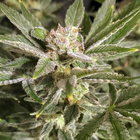 Yellowbeard's Hidden Stash