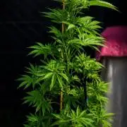 Ganja Farmer Bear: Rainbow Quest