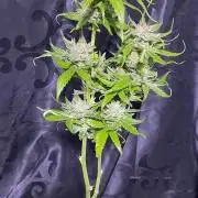 Retsuko's Afterwork Rage Run