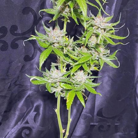 Retsuko's Afterwork Rage Run