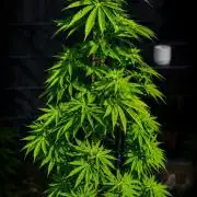 Ganja Farmer Bear: Rainbow Quest