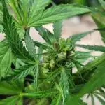 Rainbow Rumble: Big Balls of Awesomeness