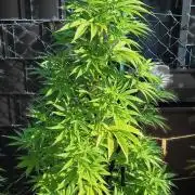 Ganja Farmer Bear: Rainbow Quest