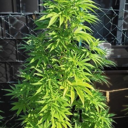 Ganja Farmer Bear: Rainbow Quest