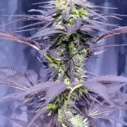 Blue-Eyed White Walker