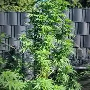 Ganja Farmer Bear: Rainbow Quest