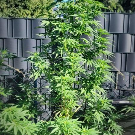 Ganja Farmer Bear: Rainbow Quest