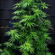 Ganja Farmer Bear: Rainbow Quest