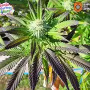 Ganja Farmer Bear: Rainbow Quest