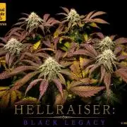 Hellraiser: Black Legacy