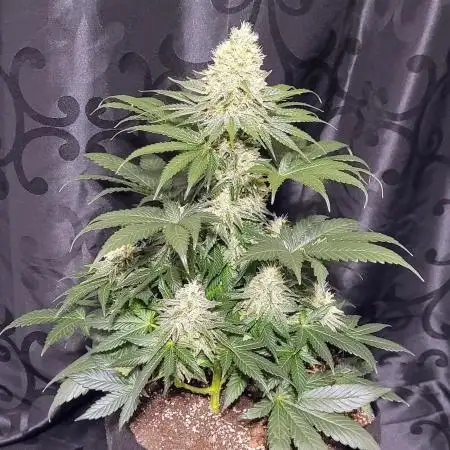 Nami's Punch - Nami x Saitama