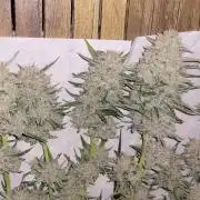 Smells like Terpvana