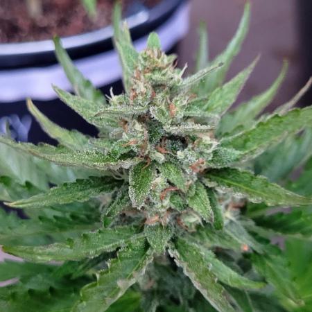 Lucky Luke - Bow-legged but fast