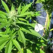 Ganja Farmer Bear: Rainbow Quest