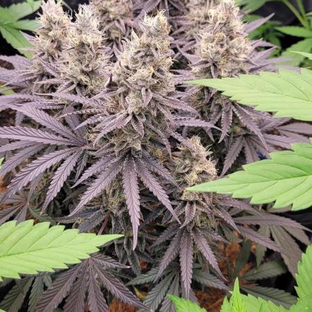 Hachibi visits Midorihagakure