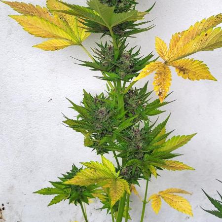 D-Generation Buds (Rainbow Rumble)