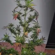 Ganja Farmer Bear: Rainbow Quest