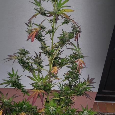 Ganja Farmer Bear: Rainbow Quest