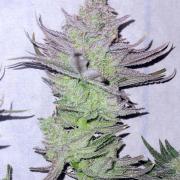 Attack on Trichomes