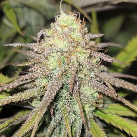 Super Mama Lemon Haze