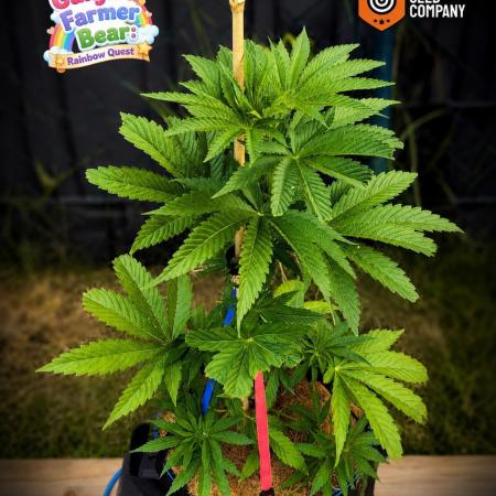 Ganja Farmer Bear: Rainbow Quest