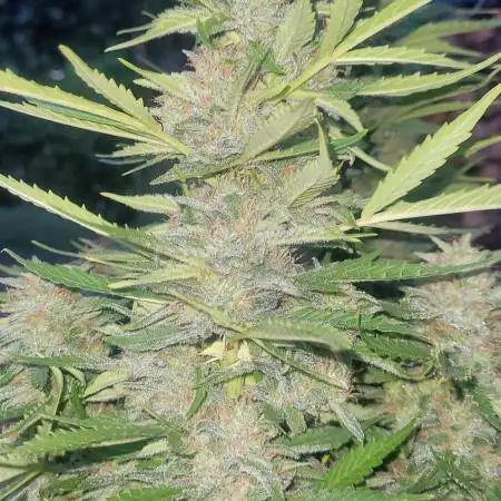 Mini Mix Auto
