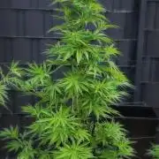 Ganja Farmer Bear: Rainbow Quest