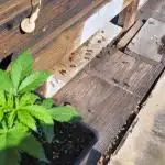 D-Generation Buds (Rainbow Rumble)