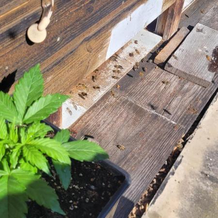 D-Generation Buds (Rainbow Rumble)