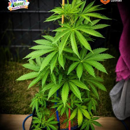 Ganja Farmer Bear: Rainbow Quest