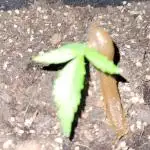 Enton vs. Slugton - Psyeyeyey