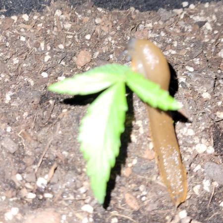 Enton vs. Slugton - Psyeyeyey