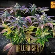 Hellraiser: Black Legacy