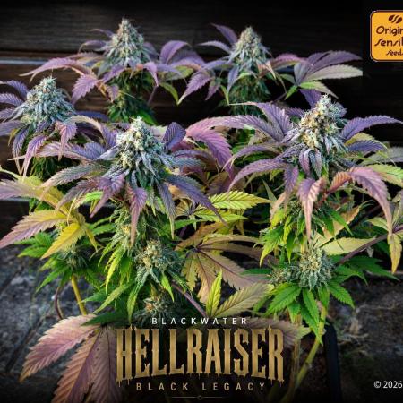Hellraiser: Black Legacy