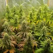 juanita/cbd rich