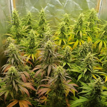 juanita/cbd rich