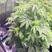 Sweet Gelato and Kush Auto