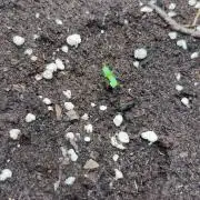 Sweet Gelato and Kush Auto