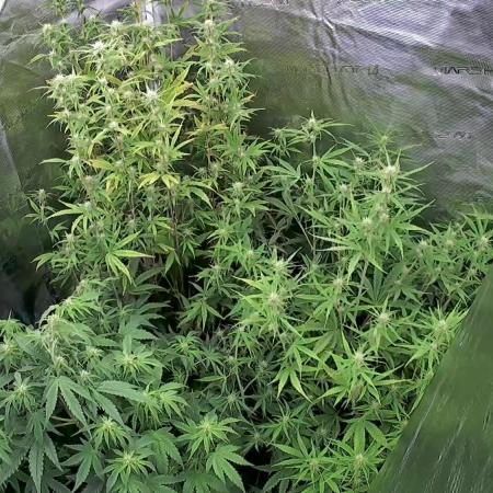 Sweet Gelato and Kush Auto