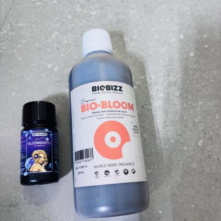 Sweet Gelato and Kush Auto