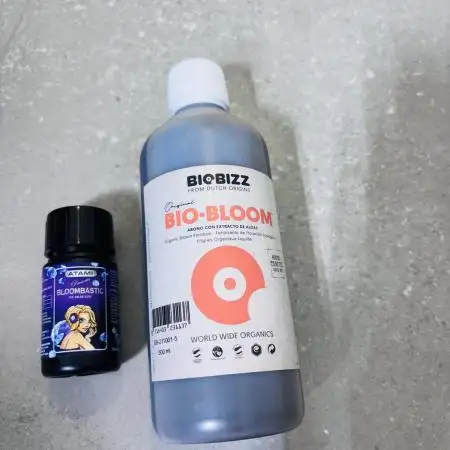 Sweet Gelato and Kush Auto