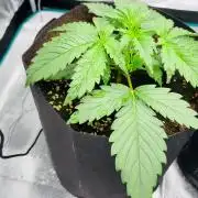 Sweet Gelato and Kush Auto